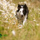 Border Collie in Margeriten Wiese