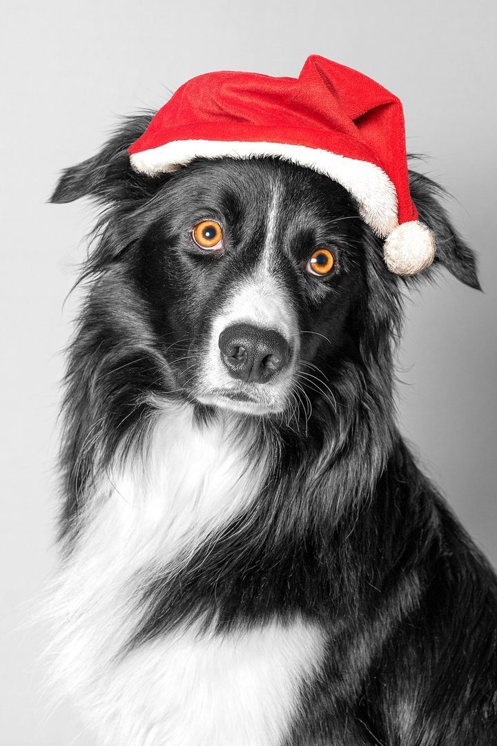 Border Collie in Weihnacht Stimmung 