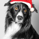 Border Collie in Weihnacht Stimmung 