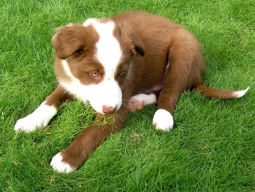 Border-Collie Joey