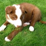 Border-Collie Joey