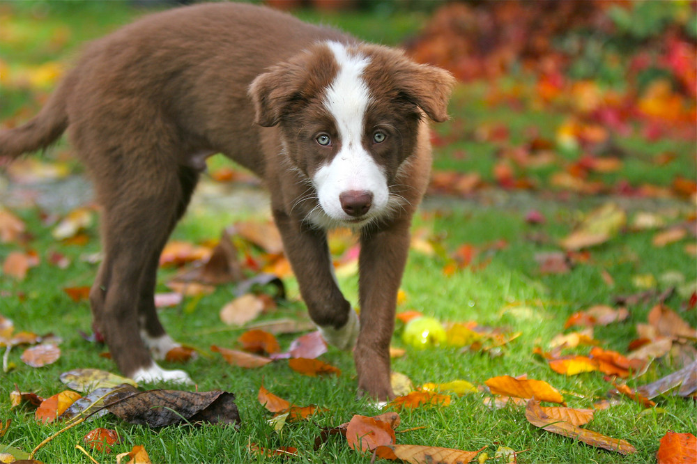 Border Collie Joey