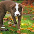 Border Collie Joey