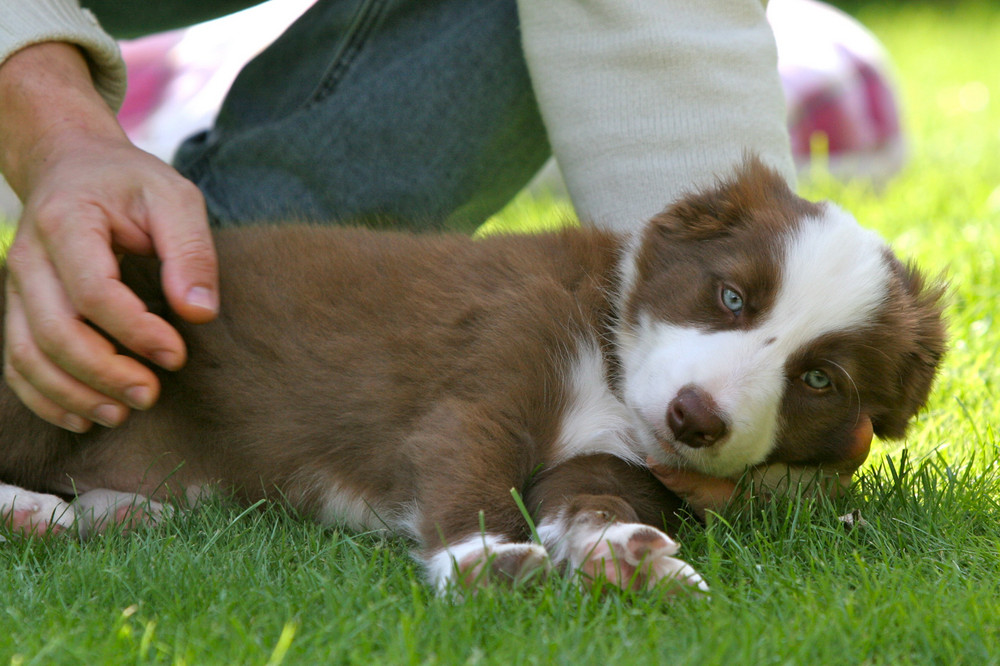 Border Collie Joey hundemüde