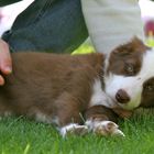 Border Collie Joey hundemüde