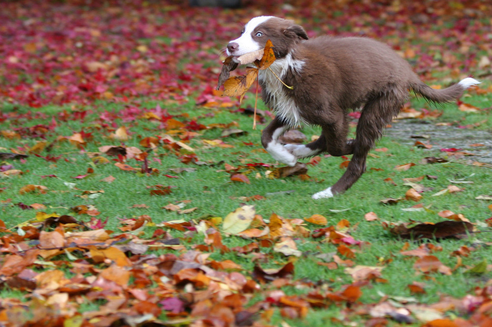 Border Collie Joey II