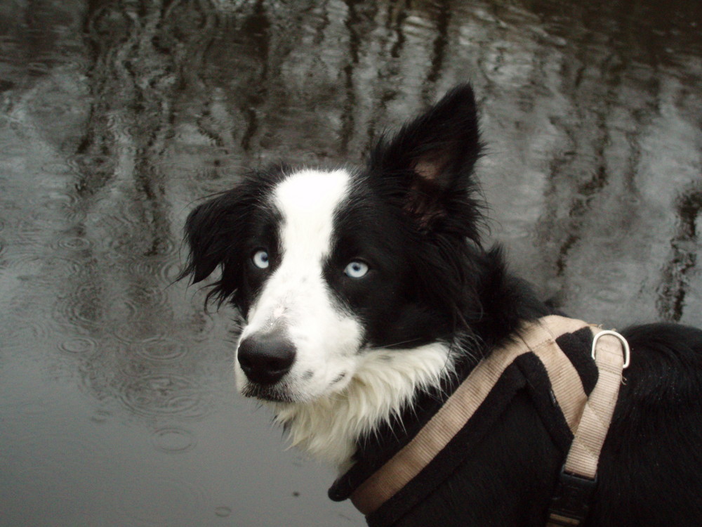 Border Collie Kim