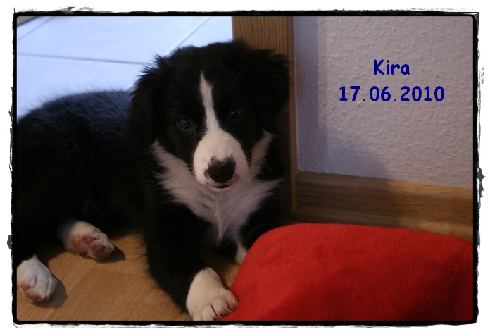 Border Collie - Kira