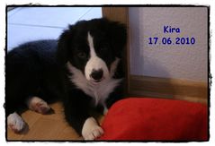 Border Collie - Kira