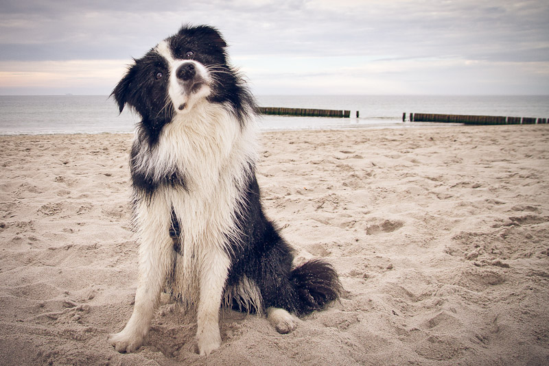 Border Collie Lou an der Ostsee