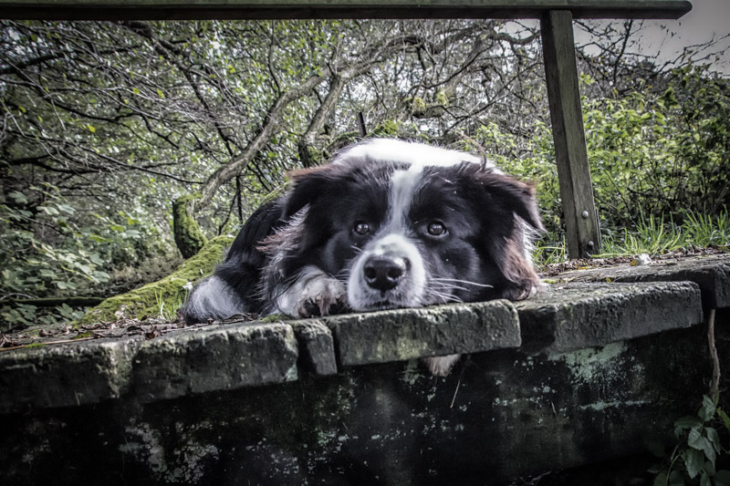 Border Collie Lou und seine alte Brücke