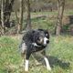 Border Collie Lucky nach dem Baden