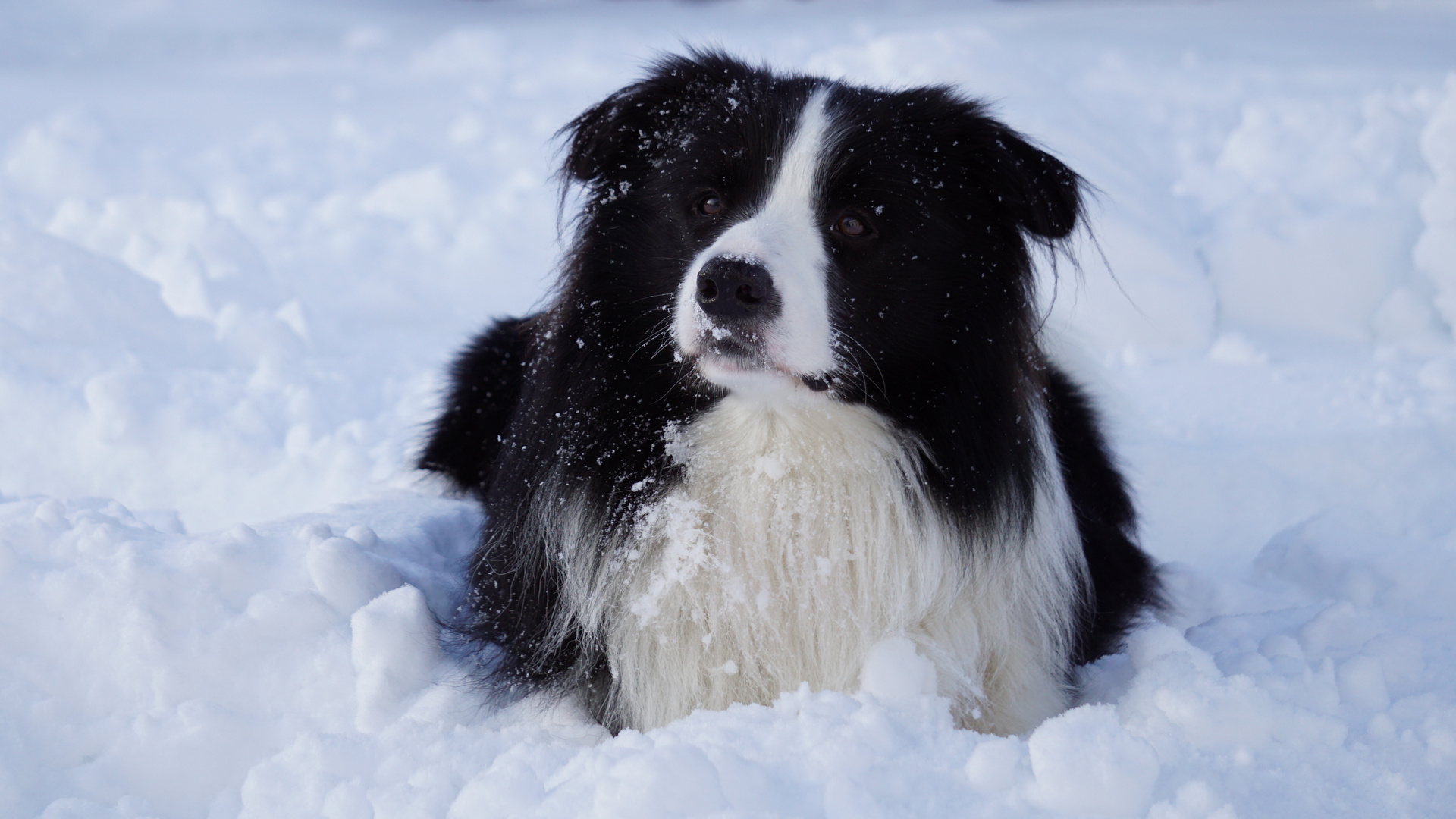 Border Collie Luke im Schnee