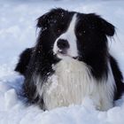 Border Collie Luke im Schnee