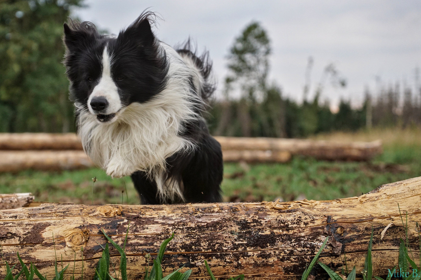 Border Collie Luke springt über einen Baumstamm