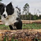 Border Collie Luke springt über einen Baumstamm