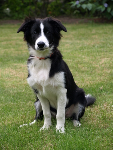 Border Collie Mädchen Fiby