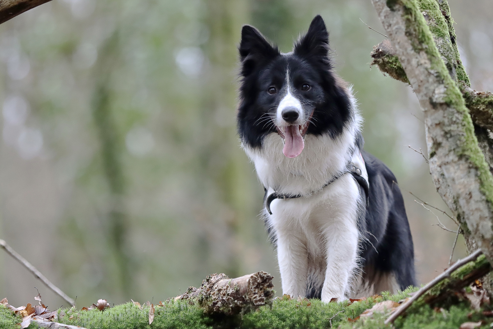 Border Collie MIA beim Training