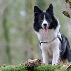 Border Collie MIA beim Training