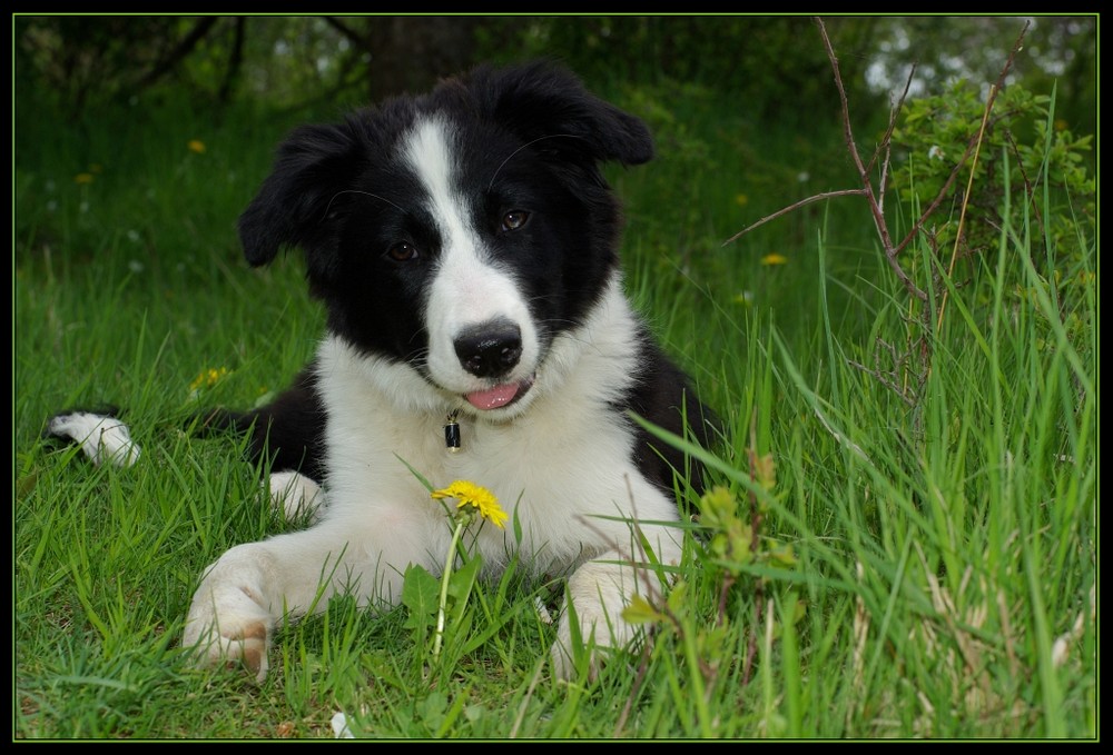 Border Collie mit Löwenzahn