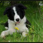 Border Collie mit Löwenzahn