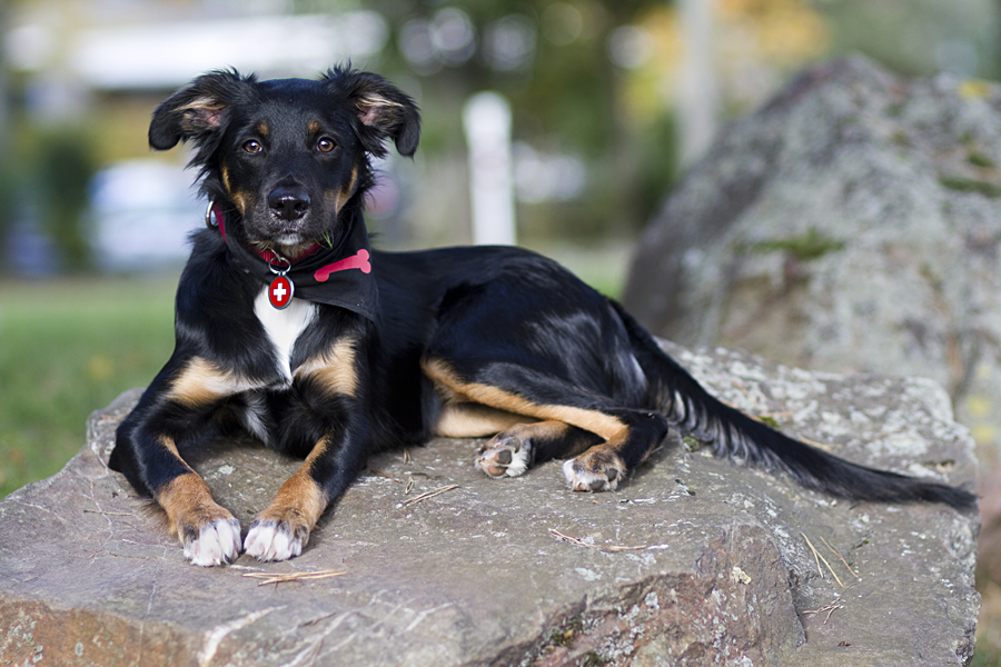 Border Collie Mix Hündin