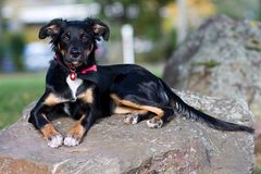 Border Collie Mix Hündin