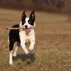 Border-Collie-Mix Luna