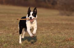 Border-Collie-Mix Luna