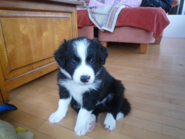 Border Collie "Mozart"