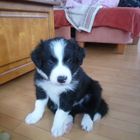 Border Collie "Mozart"