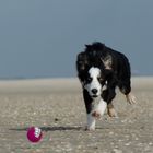 Border Collie Nate