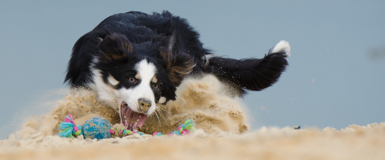 Border Collie Nate auf Balljagd