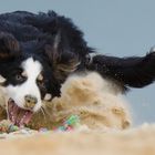 Border Collie Nate auf Balljagd