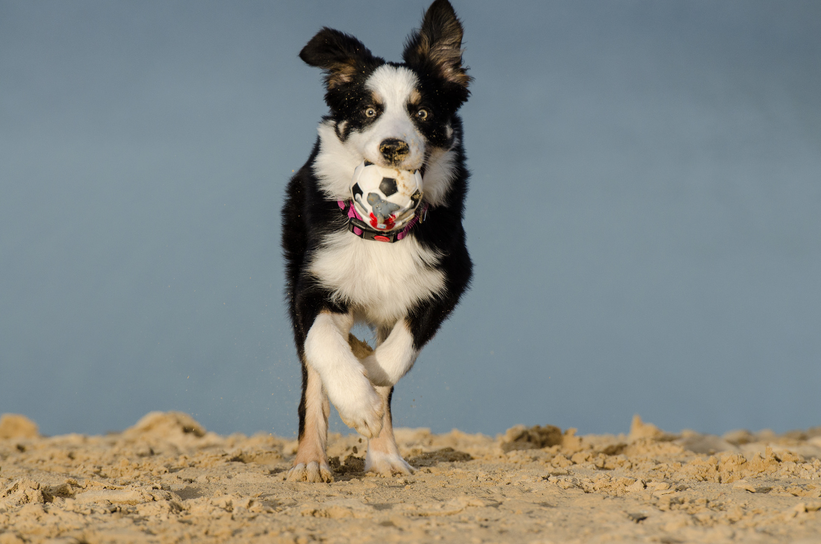 Border Collie Nate auf der Sanddüne