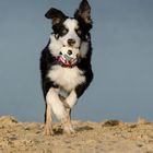 Border Collie Nate auf der Sanddüne