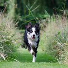 Border Collie Nate