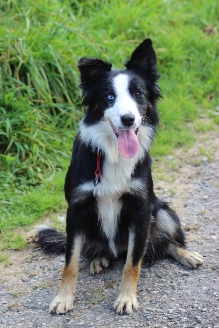 Border collie noir tricolore (yeux vairons)