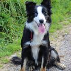 Border collie noir tricolore (yeux vairons)