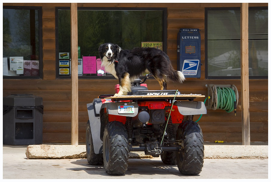 Border Collie, oder...