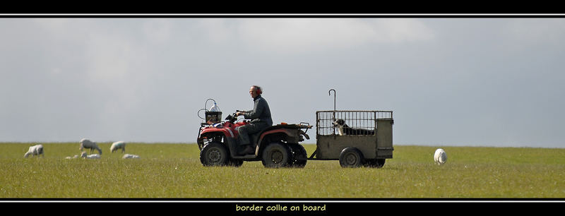 BORDER COLLIE ON BOARD