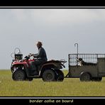 BORDER COLLIE ON BOARD