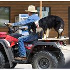 Border Collie on tour, oder ..