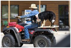 Border Collie on tour, oder ..