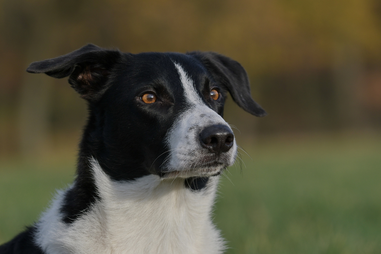 Border Collie Portrait