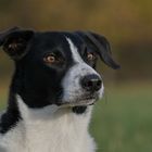 Border Collie Portrait