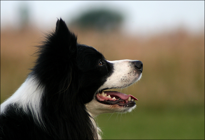 Border Collie Portrait