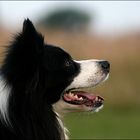 Border Collie Portrait