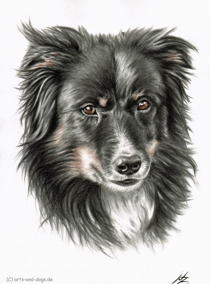 Border Collie Portrait