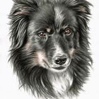 Border Collie Portrait